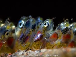 Karya Keren Jawara Kontes Fotografi Bawah Air