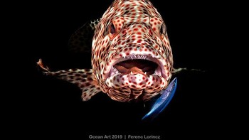 Open Mouth Grouper juara kategori Compact Behavior karya Ferenc Lorincz. Foto: Ocean Art 2019/Ferenc Lorincz