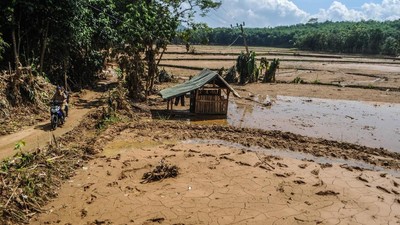 Penampakan Sawah Rusak Usai Diterjang Banjir Bandang di Lebak