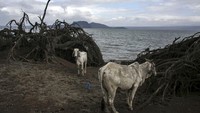 Evakuasi itu pun dilakukan guna mengantisipasi adanya korban jiwa akibat erupsi Taal Volcano. Terlebih aktivitas gunung api tersebut tercatat masih terus aktif. AP Photo/Basilio Sepe.