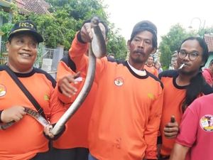 Ngeri! Ada Piton 4 Meter dan 25 Kobra Ditemukan di Sungai Cino Klaten