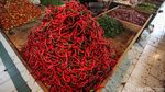 Harga Cabai Pedas Banget