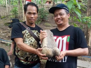 Niat Bikin Akik, Warga Indramayu Ternyata Bawa Fosil Gajah Purba