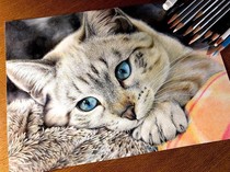 Kenapa Bulu Kucing Rontok? Pahami Penyebab dan Cara Mengatasinya