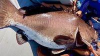 Berhasil Ditangkap! Ikan Kerapu 158 Kg Berusia 50 Tahun