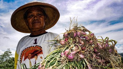 Melihat Panen Bawang Merah di Arsopura, Papua