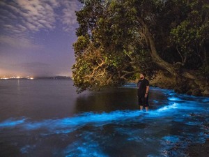 7 Fakta Fenomena Laut Bercahaya di Pantai Selatan Yogya