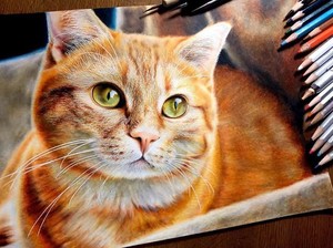 Kenapa Kucing Suka Minum Air Kloset? Ternyata Ini Alasannya