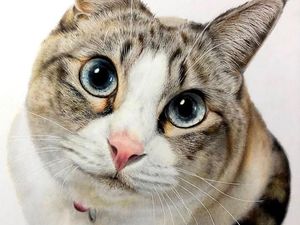 Mengapa Manusia Mudah Gemas dengan Kucing? Ini Penjelasan Ilmiahnya