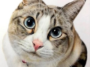 Viral Kucing Liar di GBK Dimasukkan ke Plastik, Pengelola Buka Suara