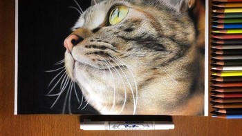 Selain kucing, Kudo juga sering menggambar anjing, kumbang hingga burung elang. Foto: Haruki Kudo/Bored Panda