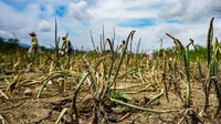 Sebagian besar petani Arsopura alami kerugian jutaan rupiah, akibat akibat cuaca panas dan hujan tak menentu membuat bawang rusak dan berdampak tak maksimalnya hasil panen.