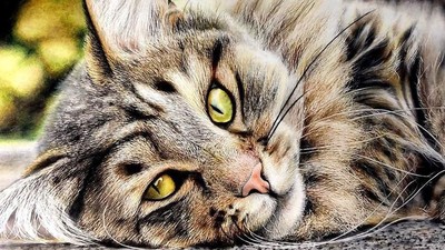 15 Gambar Kucing Super Realistis yang Bikin Pangling