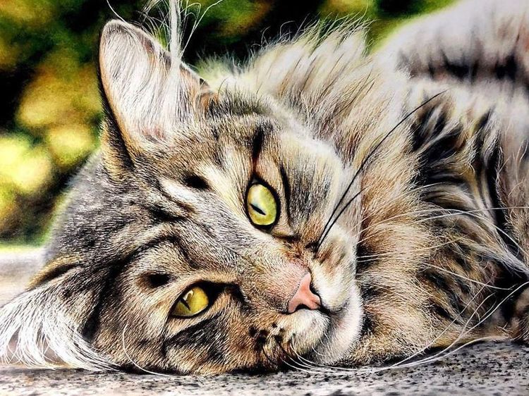 15 Gambar Kucing Super Realistis yang Bikin Pangling