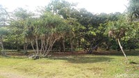 Satu hal yang menjadi daya tarik wisata Karang Tirta ini adalah kawasan perkebunan yang mirip hutan belantara karena keberadaan vegetasi yang rimbun dan pepohonan besar.  (Faizal Amiruddin/detikcom)