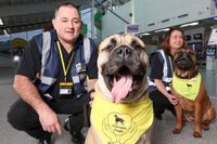 Anjing di Bandara Ini Bikin Rileks Penumpang yang Gugup