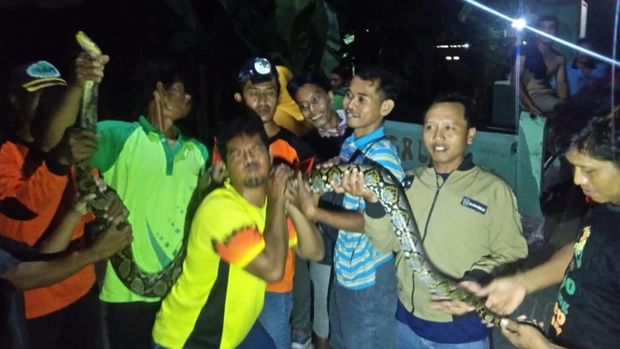 Ngeri! Ada Piton 4 Meter dan 25 Kobra Ditemukan di Sungai Cino Klaten