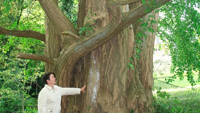Pohon Ginkgo