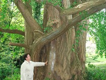 Kisah Pohon Ginkgo Biloba yang Selamat dari Bom Hiroshima