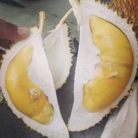5 Durian Asli Jawa Tengah Ini Bikin Pencinta Durian Ketagihan