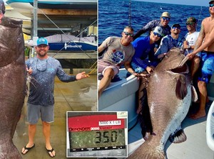 Berhasil Ditangkap! Ikan Kerapu 158 Kg Berusia 50 Tahun