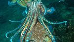 Cantik! Foto Terbaik Ocean Art yang Tampilkan Ikan dan Gurita