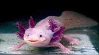 Lantas kenapa axolotl dimiripkan dengan Deadpool. Yang pasti, bukan karena wujudnya. (Foto: iStock)
