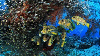 Jawara kategori Reefscapes diraih Eduardo Acevedo Fernandez. Lokasi: Raja Ampat, Papua Barat Indonesia. Perlengkapan:  Canon 5D Mark IV, Canon 15mm Fisheye Lens, Seacam Housing, Dual Inon Z-240 Strobes. Setingan kamera:  1/40 sec, F8, ISO 200. Foto: Ocean Art Underwater Photo 2019