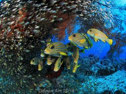 Karya Mencengangkan Jawara Kontes Foto Underwater