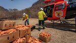 Potret Bahagia Walabi Australia Ketika Dapat Bantuan Makanan