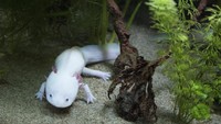 Saat ini ilmuwan pun terus meneliti axolotl, dengan harapan bisa mengaplikasikan kemampuan regenerasinya itu kepada manusia. (Foto: iStock)