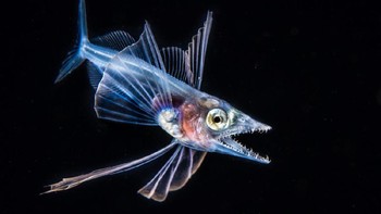 Jawara kategori Blackwater diraih Fabien Michenet . Lokasi: Tahiti Island, French Polynesia. Perlengkapan:  Nikon D810 Camera, Nauticam NA-D810 Housing, Nauticam CMC Wet Lens. Setingan kamera:  1/320, F20, ISO 64. Foto: Ocean Art Underwater Photo 2019