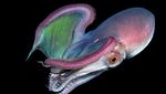 Cantik! Foto Terbaik Ocean Art yang Tampilkan Ikan dan Gurita