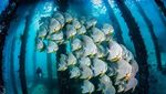 Cantik! Foto Terbaik Ocean Art yang Tampilkan Ikan dan Gurita