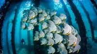 Di bawah dermaga, banyak ikan-ikan yang berenang secara berkelompok, membuat ikan-ikan ini menjadi susunan yang menarik. Foto: Ocean Art 2019
