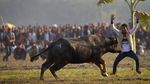 Lomba Adu Kerbau Meriahkan Perayaan Festival Panen di India