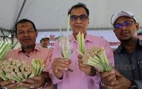 Pakai Sedotan Ramah Lingkungan, Kelantan Pilih Sedotan Serai!