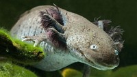 Axolotl merupakan sejenis salamander aquatik yang bernapas dengan insang. (Foto: iStock)