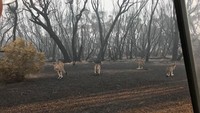 Hewan-hewan yang masih hidup sebisa mungkin diselamatkan. Kabarnya ada 50.000 koala yang diprediksi mati akibat kebakaran ini. Foto: Animals Australia/Matt_KeanMP