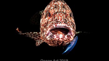 Jawara kategori Compact Behavior diraih  Ferenc Lorincz. Lokasi:  Laut Merah, Mesir. Perlengkapan:  Nikon Coolpix P7000 Camera, Fantasea Housing, Fantasea Big Eye Wet Lens, Intova ISS 4000 Flash. Foto: Ocean Art Underwater Photo 2019
