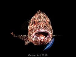 Karya Mencengangkan Jawara Kontes Foto Underwater