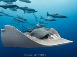 Karya Mencengangkan Jawara Kontes Foto Underwater