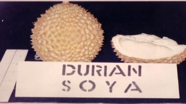 durian indonesia