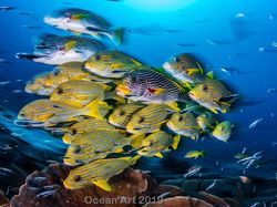 Karya Mencengangkan Jawara Kontes Foto Underwater
