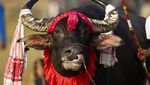 Lomba Adu Kerbau Meriahkan Perayaan Festival Panen di India