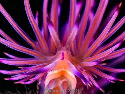 Karya Mencengangkan Jawara Kontes Foto Underwater