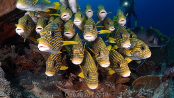 Jawara kategori Novice Wide Angle diraih George Kuo-Wei Kao. Lokasi: Raja Ampat, Papua Barat Indonesia. Perlengkapan:   Olympus OM-D E-M1 Mark II Camera, Olympus 8mm Fisheye Lens, Nauticam NA-EM1MKII Housing, Howshot Dome Port, Dual Inon Z-330 Strobes. Setingan kamera:  1/100 sec, F8, ISO 200. Foto: Ocean Art Underwater Photo 2019
