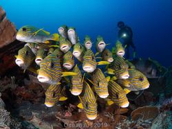 Karya Mencengangkan Jawara Kontes Foto Underwater