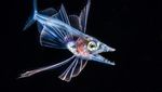 Cantik! Foto Terbaik Ocean Art yang Tampilkan Ikan dan Gurita