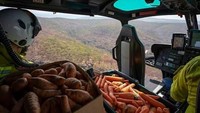 Tak tanggung-tanggung, ada ribuan kilo gram sayuran segar yang dijatuhkan dari udara untuk para koala dan walabi. Hewan Australia yang masih hidup ini diharapkan bisa bertahan sementara dengan pasokan makanan yang ada. Foto: Animals Australia/Matt_KeanMP